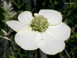 Image of Pacific dogwood