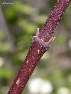 Image of Pacific dogwood