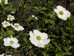 Image of Pacific dogwood