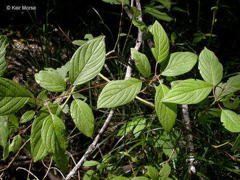 Cornus sericea L. resmi