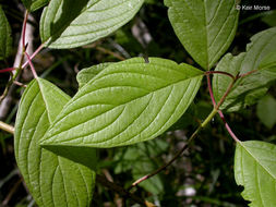 Image of redosier dogwood