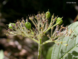 Image of redosier dogwood