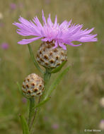 Image of brown knapweed