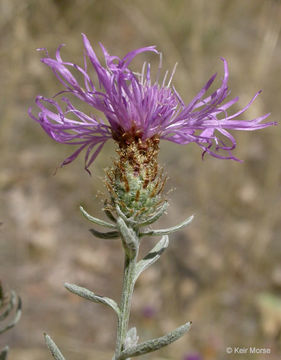 Centaurea nigrescens Willd. resmi