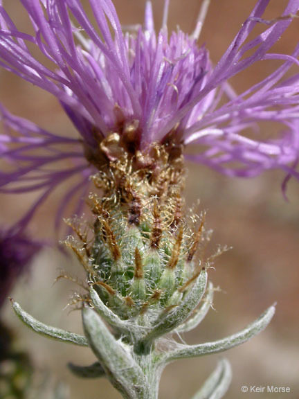 Image of Tyrol knapweed