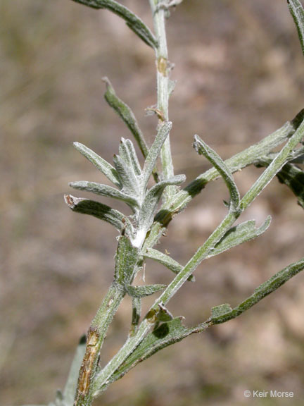 Image of Tyrol knapweed