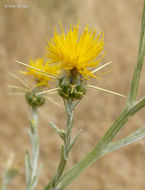 Image of yellow star-thistle