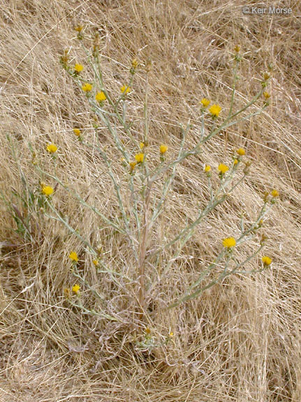 Centaurea solstitialis L. resmi