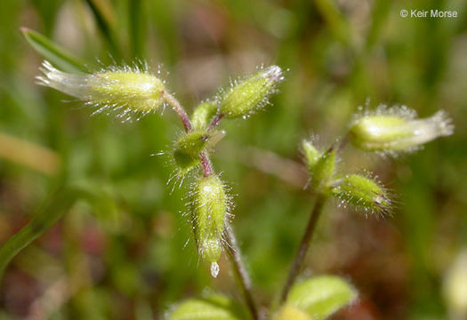 Image of sticky chickweed