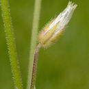 Image de Cerastium semidecandrum L.
