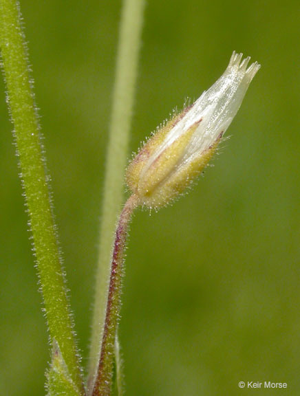 Cerastium semidecandrum (rights holder: 2008 Keir Morse)