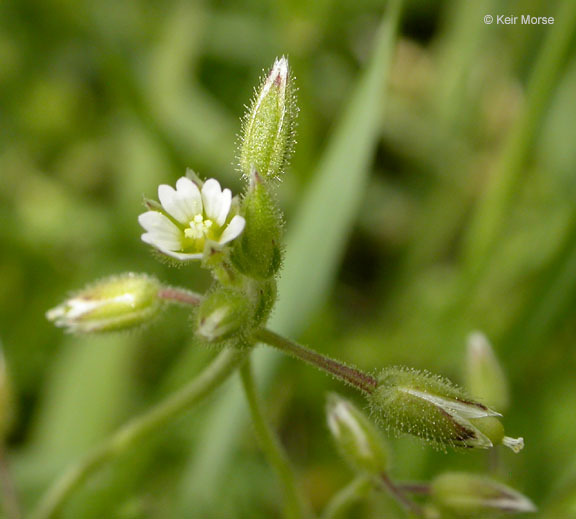 Image of fivestamen chickweed