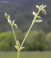 Image of fivestamen chickweed