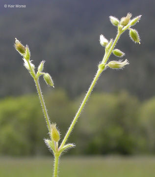 Слика од Cerastium semidecandrum L.