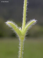 Image of fivestamen chickweed