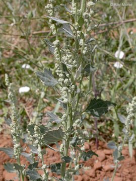 Imagem de Chenopodium album L.