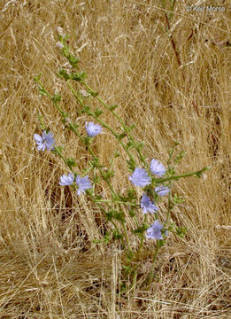 Image of chicory