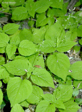 Image of small enchanter's nightshade