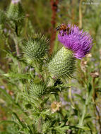 Image of Spear Thistle