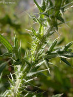 Image of Spear Thistle