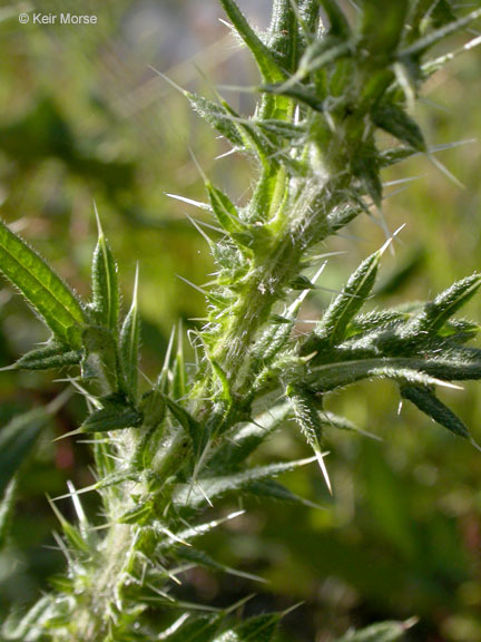 Image of Spear Thistle