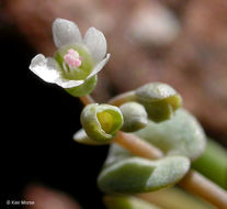 Image of serpentine springbeauty