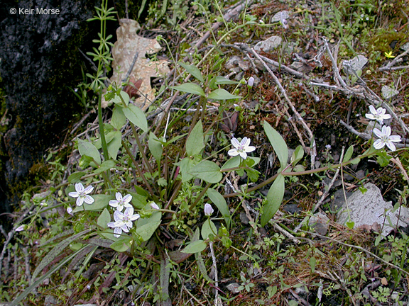 Image of Siberian springbeauty