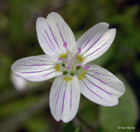 Image of Siberian springbeauty