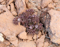 Image de Phacelia saxicola A. Gray