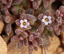 Image de Phacelia saxicola A. Gray