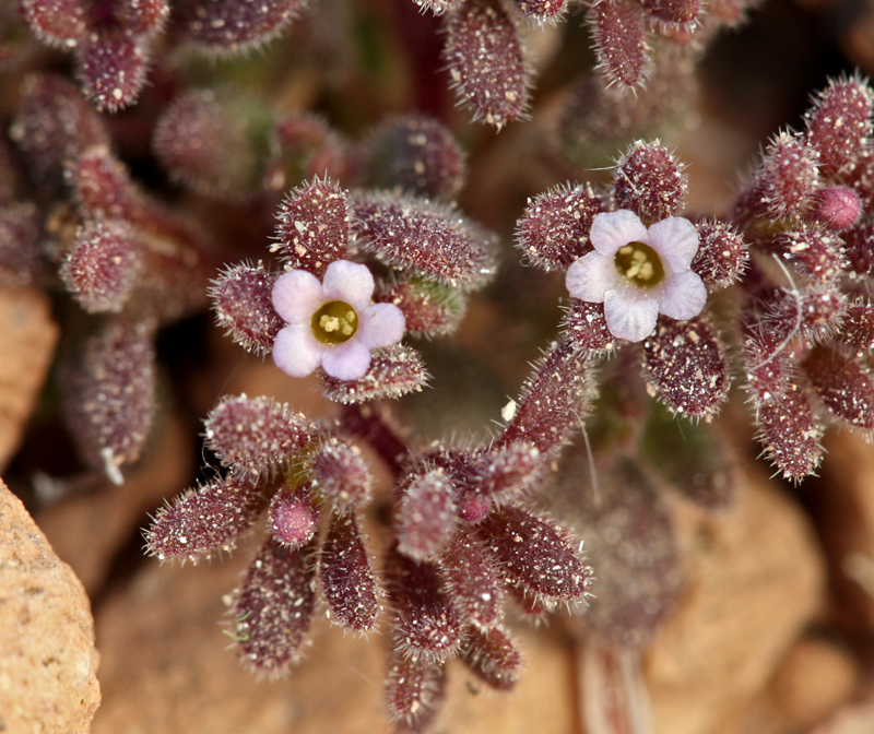 Phacelia saxicola A. Gray resmi