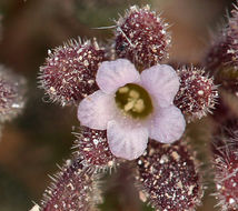 Image de Phacelia saxicola A. Gray