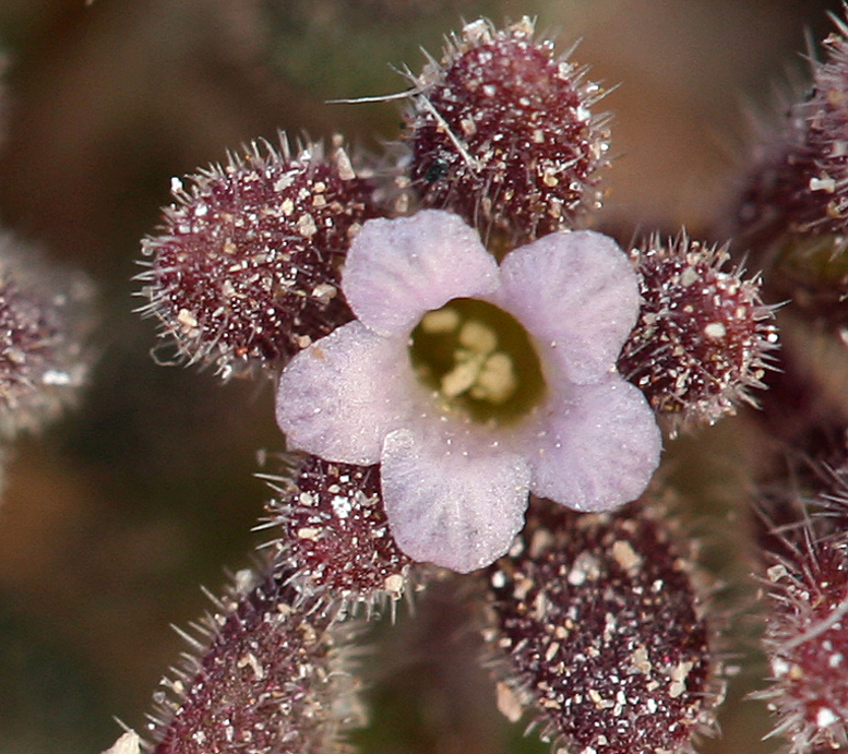 Phacelia saxicola A. Gray resmi