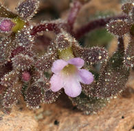 Image de Phacelia saxicola A. Gray