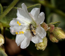 Слика од Mirabilis laevis var. villosa (Kellogg) Spellenberg