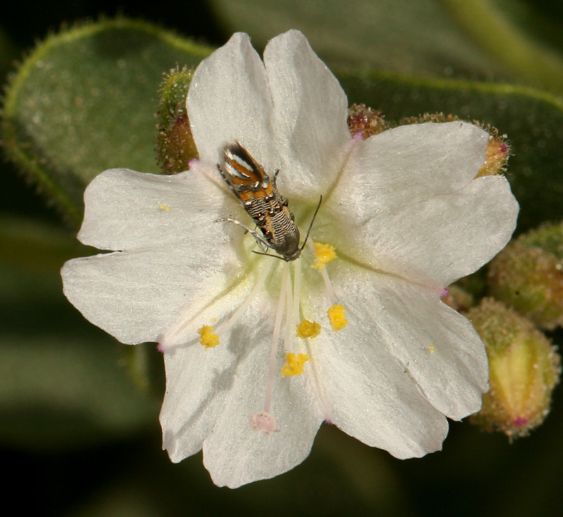 Слика од Mirabilis laevis var. villosa (Kellogg) Spellenberg