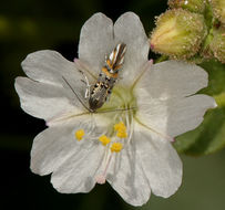 Слика од Mirabilis laevis var. villosa (Kellogg) Spellenberg