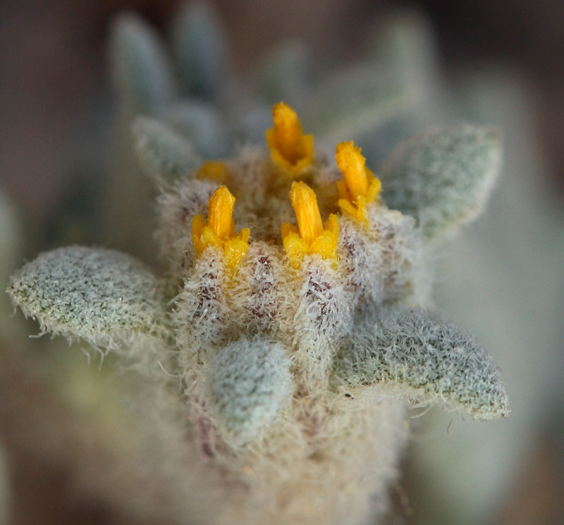 Plancia ëd Psathyrotes ramosissima (Torr.) A. Gray