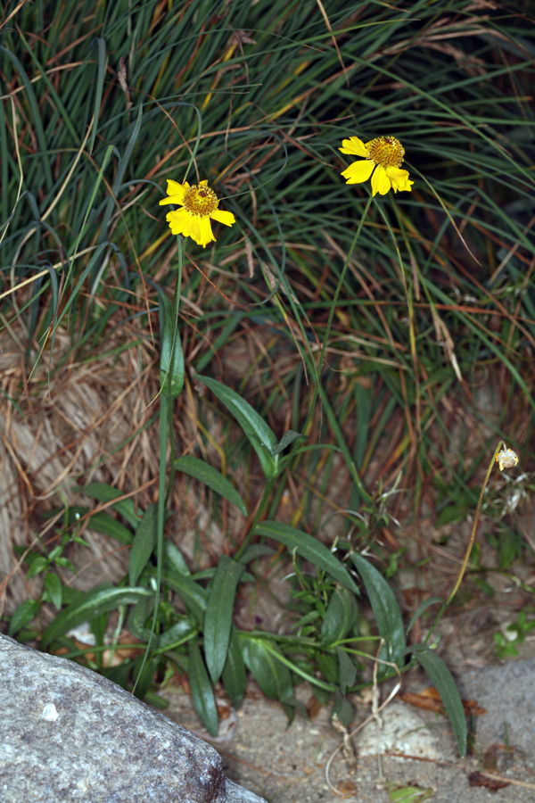 Image of Bigelow's sneezeweed