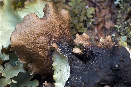 Image of giant shield lichen