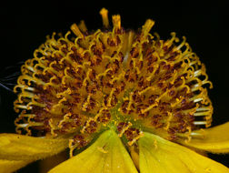 Image of Bigelow's sneezeweed