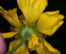 Image of Bigelow's sneezeweed