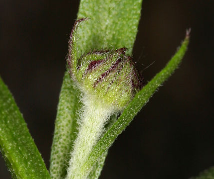 Image of Bigelow's sneezeweed