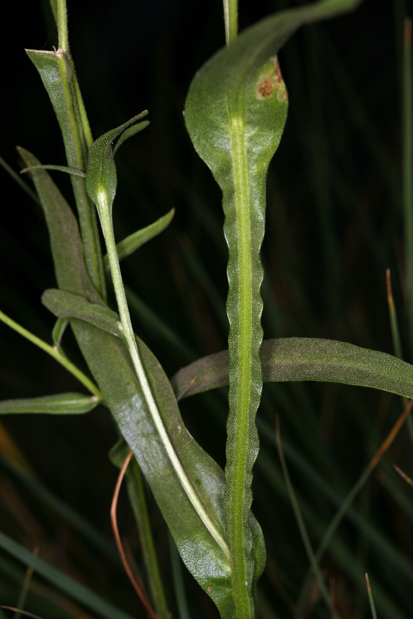 Image of Bigelow's sneezeweed