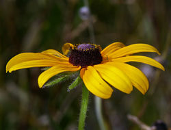 Sivun Rudbeckia hirta var. pulcherrima Farw. kuva