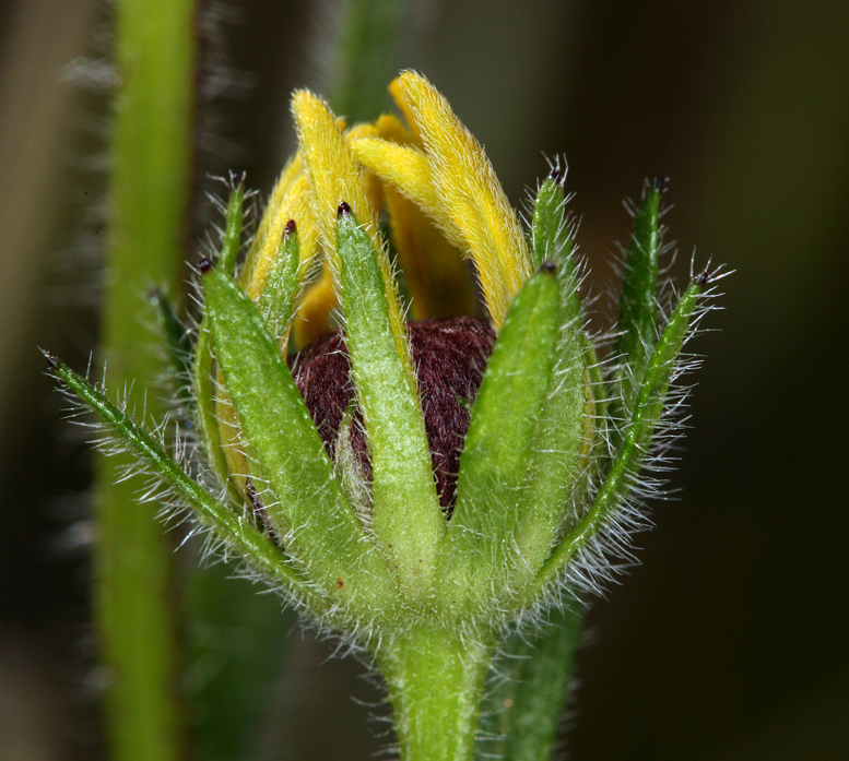 Sivun Rudbeckia hirta var. pulcherrima Farw. kuva