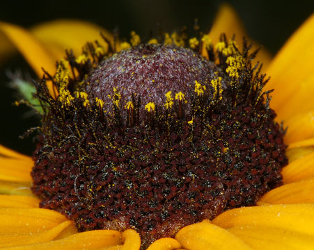 Sivun Rudbeckia hirta var. pulcherrima Farw. kuva