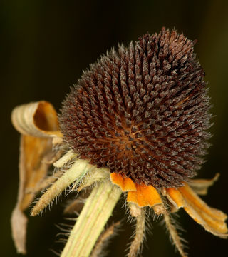 Sivun Rudbeckia hirta var. pulcherrima Farw. kuva