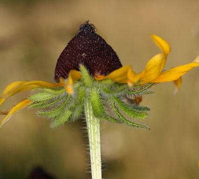 Sivun Rudbeckia hirta var. pulcherrima Farw. kuva