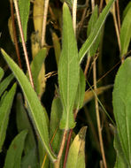 Image of Rudbeckia hirta var. pulcherrima Farw.